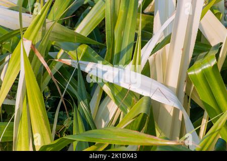 Pandanus Odorifer Pflanze in einem Garten in Rio de Janeiro Brasilien. Stockfoto