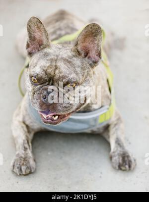 5-Jährige Light Brindling Männlich Franzosen In Ruhe. Hundepark an der Leine in Nordkalifornien. Stockfoto