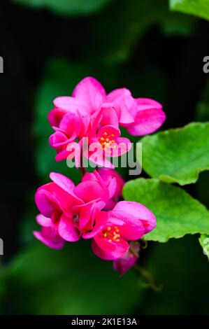 Antigonon-Leprake, allgemein bekannt als Korallenrebe oder mexikanischer Kriechgang oder Königskranz. Mit verloschtem Hintergrund, hellem Bokeh-Hintergrund. Stockfoto