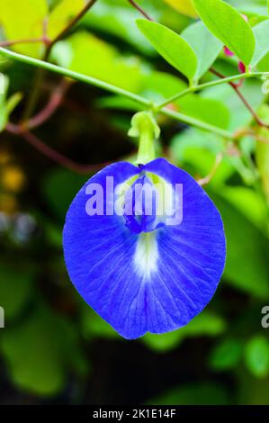 Clitoria ternatea, allgemein bekannt als asiatische Taubenflügel, mit verwischtem Hintergrund, hellem Bokeh-Hintergrund. Stockfoto