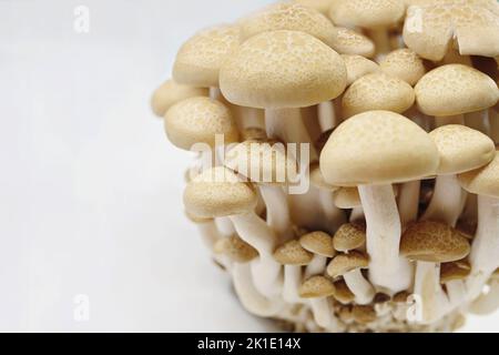 Der Buchenpilz, Hypsizygus tesulatus, ist ein essbarer Pilz aus Ostasien. Er wird in gemäßigten Klimazonen angebaut und frisch in Superma verkauft Stockfoto