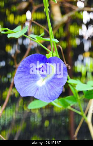 Clitoria ternatea, allgemein bekannt als asiatische Taubenflügel, mit verwischtem Hintergrund, hellem Bokeh-Hintergrund. Stockfoto