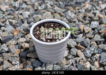 Bunte Saiten Perlen Pflanze - Senecio rowleyanus bunte Pflanze aus der Nähe Stockfoto