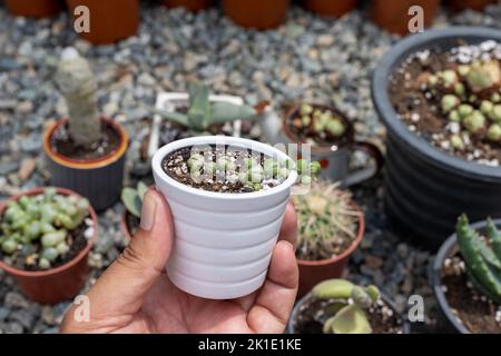 Senecio rowleyanus variierte Perlmutt in einem weißen, winzigen Topf Stockfoto