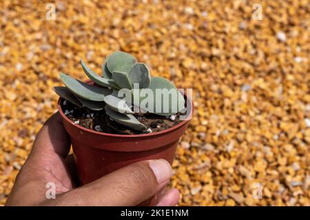 Crassula morgan’s Beauty kompakt Sukulent in einem Topf Stockfoto