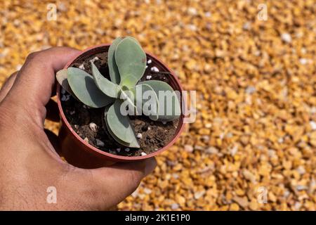 Untersuchung von crassula morgan Schönheitspflanze Nahaufnahme Stockfoto