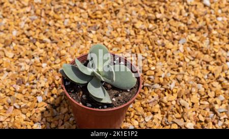 Crassula ‘Morgans Schönheit’ atemberaubende Sukulente in Plastiktopf Stockfoto