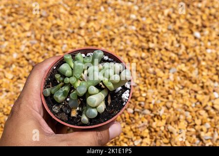 Fenestraria rhopalophylla Baby Zehen Pflanzen in Kunststofftopf Stockfoto