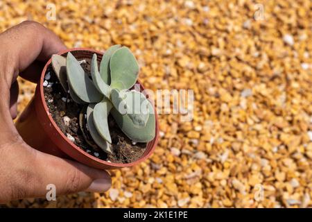 Crassula morgan Schönheit Sukulente Pflanze hält in der Hand Stockfoto