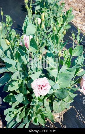 Lisianthus-Enzianblüten Stockfoto