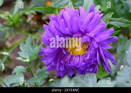 Lila Chrysanthemen, oft als Mütter oder chrysanthen, blühende Pflanzen. Wunderschöne Blumen in Howrah, Westbengalen, Indien Stockfoto