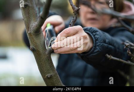 Gärtnerin, die die Gartensäge benutzte, um trockene Äste zu schneiden. Frühjahrsschnitt von Bäumen und Sträuchern im Garten. Hobby, Gartenarbeit, Bauernhofkonzept. Stockfoto