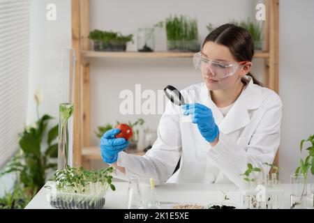 Wissenschaftlerin in einer Sicherheitsbrille, die eine im Labor angebaute Tomate durch eine Lupe analysiert. Mikrobiologe, der in einem modernen Labor für Lebensmittelwissenschaften arbeitet Stockfoto