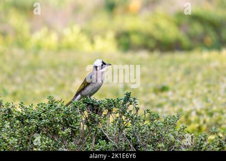 Nahaufnahme eines lichtbelüfteten (chinesischen) Bulbels (Pycnonotus sinensis), der an sonnigen Tagen im Frühling in einem Baum sitzt Stockfoto