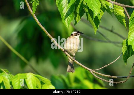 Nahaufnahme eines lichtbelüfteten (chinesischen) Bulbels (Pycnonotus sinensis), der an sonnigen Tagen im Frühling in einem Baum sitzt Stockfoto