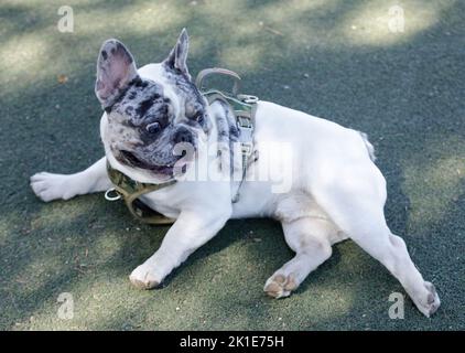 10 Monate alter blauer Merle White Pied männlicher Franzose, der sich hinlegt und zurückschaut. Hundepark an der Leine in Nordkalifornien. Stockfoto