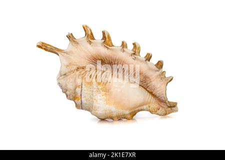 Abbildung der Millipede-Spinnennelschnecke (Lambis millepeda) auf weißem Hintergrund isoliert. Seeschnecke. Unterwassertiere. Muscheln. Stockfoto