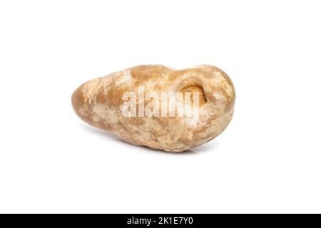 Meeresfossilien Muscheln isoliert auf weißem Hintergrund. Versteinerte Muscheln. Stockfoto