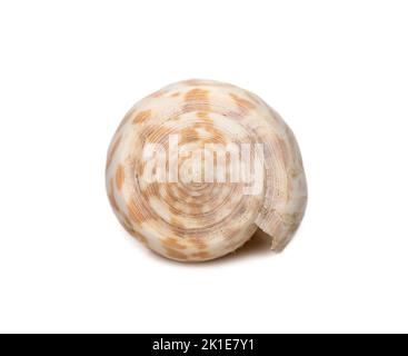 Bild des Conus tesulatus, der gemeinsame Name des tessellierten Kegels, ist eine Art der Meeresschnecke, einer Meeresschnecke aus der Familie Conidae. Unterwasserani Stockfoto
