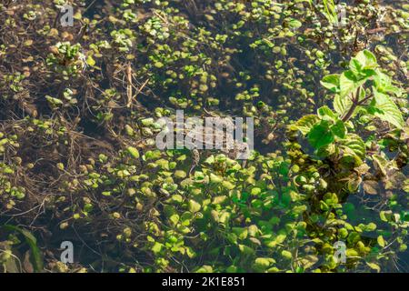 Frosch unter dem Entenkraut im Sumpf Stockfoto