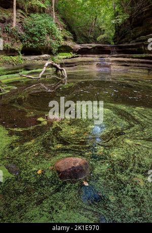 Eine Besonderheit in einer Schlucht im Matthiessen State Park ist die Giant's Bathtub, die teilweise mit Entenklau bedeckt ist, LaSalle Cty, IL Stockfoto