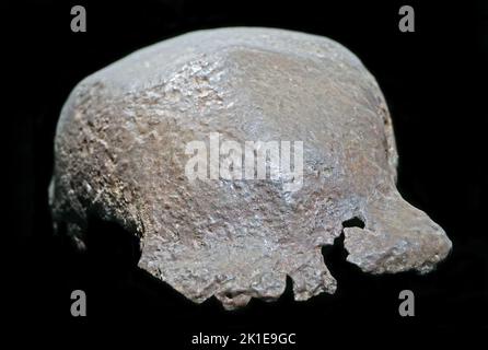 Homo erectus, Schädelkappe, Trinil, Indonesien. Stockfoto