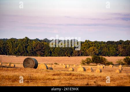 Landschaft aus runden Heuballen in goldenem Sonnenlicht mit Rindern im Hintergrund. Stockfoto