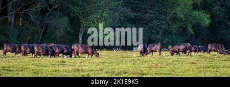 Panorama einer Gruppe von Angus-Kühen, die am späten Nachmittag grasen, umgeben von Kuhreihern. Stockfoto