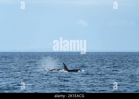 Orcas fahren durch die Straße von Georgia mit der Küste von British Columbia im Hintergrund. Stockfoto