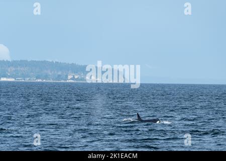 Orcas fahren durch die Straße von Georgia mit der Küste von British Columbia im Hintergrund. Stockfoto