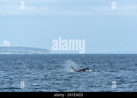 Orcas fahren durch die Straße von Georgia mit der Küste von British Columbia im Hintergrund. Stockfoto