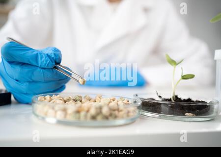 Handschuhen von Laborarbeitern oder Forschern im weißen Mantel, die am Tisch sitzen und Kichererbsen-Körner und im Labor gezüchteten Sprossen studieren. Biotechnologie und gmo-Kon Stockfoto