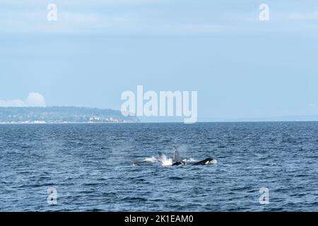 Orcas fahren durch die Straße von Georgia mit der Küste von British Columbia im Hintergrund. Stockfoto