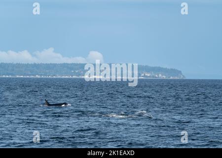 Orcas fahren durch die Straße von Georgia mit der Küste von British Columbia im Hintergrund. Stockfoto