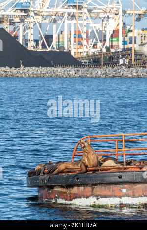 Steller Seelöwe mit offenem Maul auf Plattform im Meer mit Kohlenstapeln in einer Werft. Stockfoto