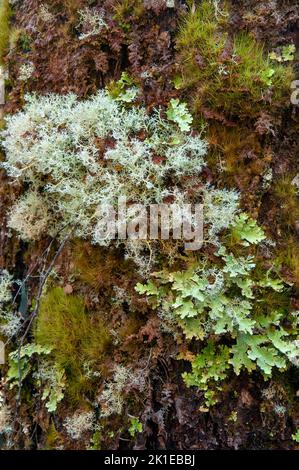 Lake St Clair Australien, Flechten und Moos wachsen auf einem Baumstamm im Alpenwald Stockfoto