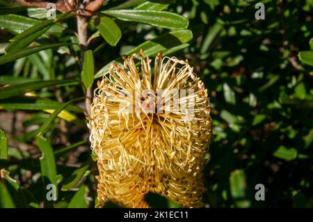 Lake St. Clair Australien, gelber Kegel einer silbernen Banksia im Sonnenschein Stockfoto