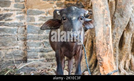 Niedliches Baby Wasserbüffel Gesicht aus der Nähe. Schwarzer Büffelkopf aus der Nähe in indien, asien. Stockfoto