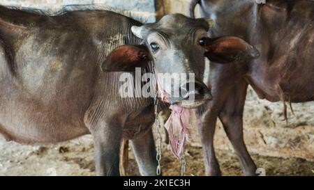 Niedliches Baby Wasserbüffel Gesicht aus der Nähe. Schwarzer Büffelkopf aus der Nähe in indien, asien. Stockfoto