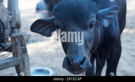 Niedliches Baby Wasserbüffel Gesicht aus der Nähe. Schwarzer Büffelkopf aus der Nähe in indien, asien. Stockfoto