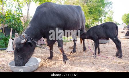 Wasserbüffel Kalf Fütterung in Dorf Milchviehbetrieb. Wasserbüffel Melken, Baby Büffel stillen. Büffelgesicht, Kopf aus nächster Nähe. Stockfoto