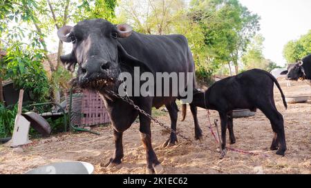 Wasserbüffel Kalf Fütterung in Dorf Milchviehbetrieb. Wasserbüffel Melken, Baby Büffel stillen. Büffelgesicht, Kopf aus nächster Nähe. Stockfoto