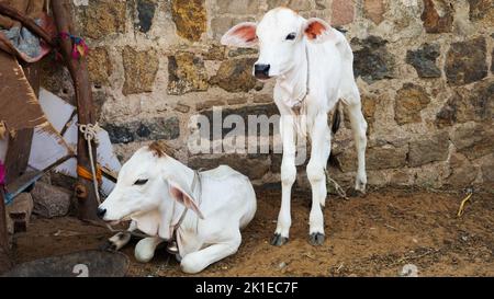 Kälber in einem kleinen Milchviehbetrieb in Indien per Seil gebunden Stockfoto