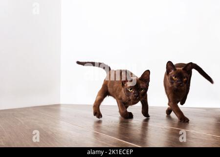 Verspielte niedliche burmesische Kätzchen. Aktive Katzenrasse. Stockfoto