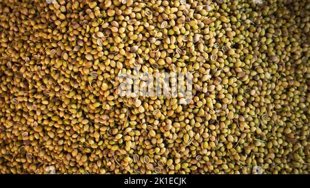 Haufen Koriandersamen. Organische getrocknete Koriandersamen (Coriandrum sativum) Nahaufnahme Hintergrundstruktur. Stockfoto