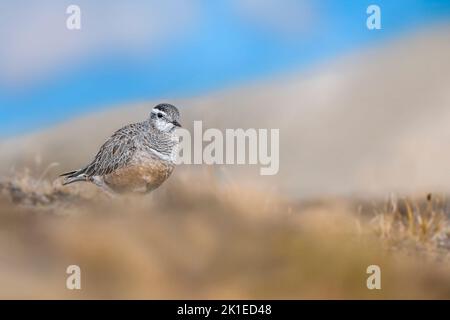 Der eurasische Dotterel in den wilden Alpen (Charadrius morinellus) Stockfoto