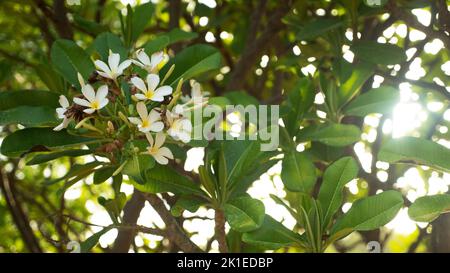 Weiße Blüten blühen auf Ästen von Pflanzenbäumen unter Sonnenlicht. Blätter, Blumen blühen im Sonnenlicht. Stockfoto