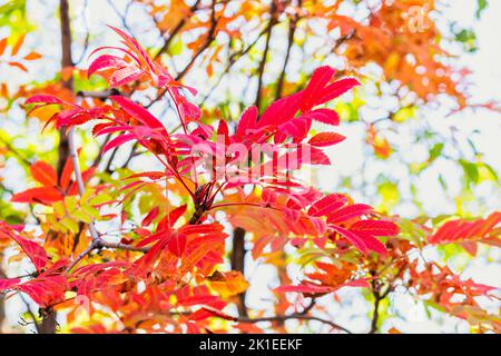 Nahaufnahme von roten Blättern auf der Ast-Eberesche in der Natur. Unscharfer Hintergrund, selektiver Fokus. Ruhiger Charme des Goldenen Herbstes, Konzept der Jahreszeiten. Natürlicher Rückstand Stockfoto