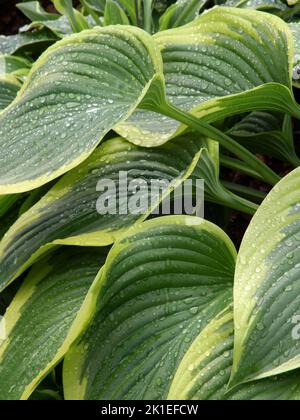 Hosta 'Royal Standard' verlässt das Hotel Stockfoto