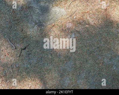 Nadeln aus Fichte trocknen. Boden im Wald, Land. Torf auf Holz, gefallene Nadeln. Naturkatastrophe. Grüne Nadelbäume unter sterbenden Bäumen von der EU angegriffen Stockfoto